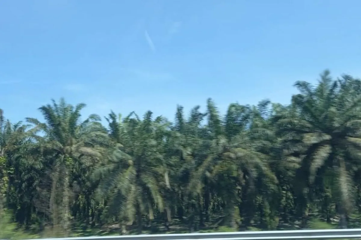 image Riau remajakan 24.444 hektare kebun kelapa sawit