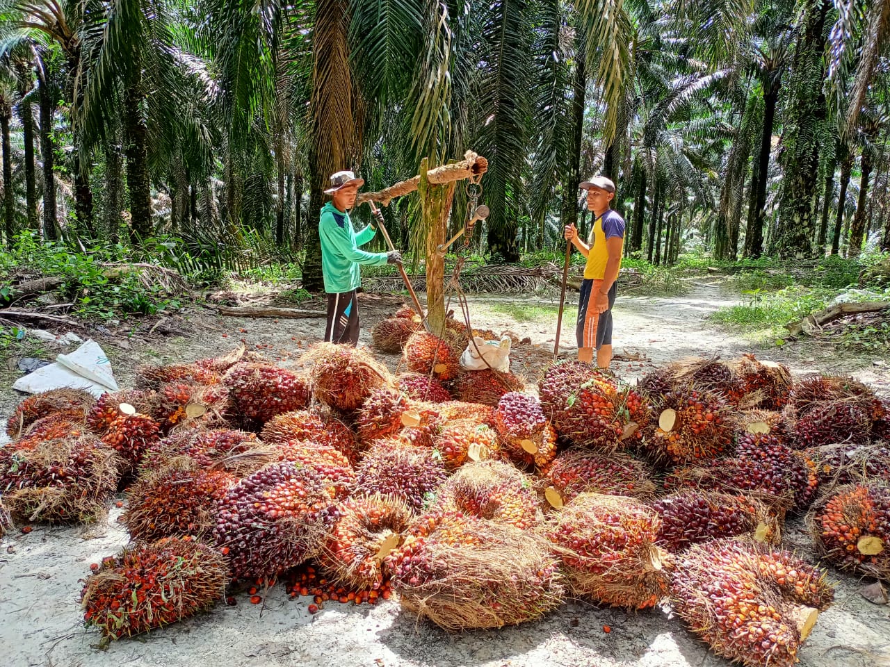 image Sepekan ke Depan TBS Kelapa Sawit Petani Riau Dihargai Rp3.093 per Kg